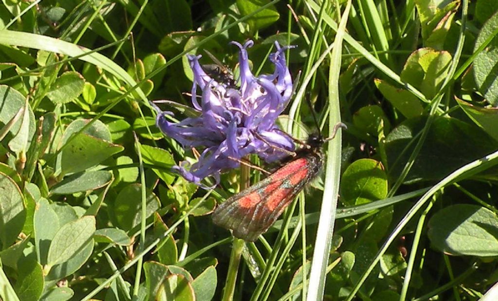 Zygaena lonicerae, vero? No,  Z. exulans - Zygaenidae